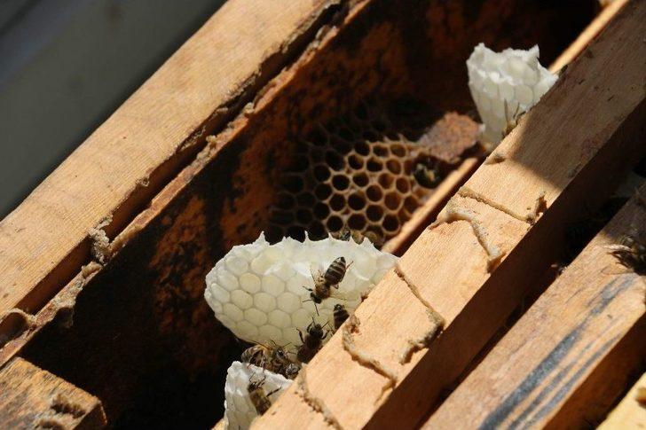 Siirt’te Yılın İlk Balı Toplandı G3