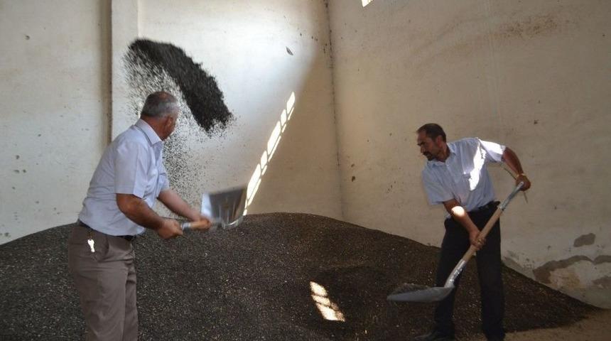 Yağlık Ay&ccedil;i&ccedil;eği Hasadı Başladı, Verim D&uuml;ş&uuml;k Ama &Uuml;reticiler Fiyatlardan Umutlu