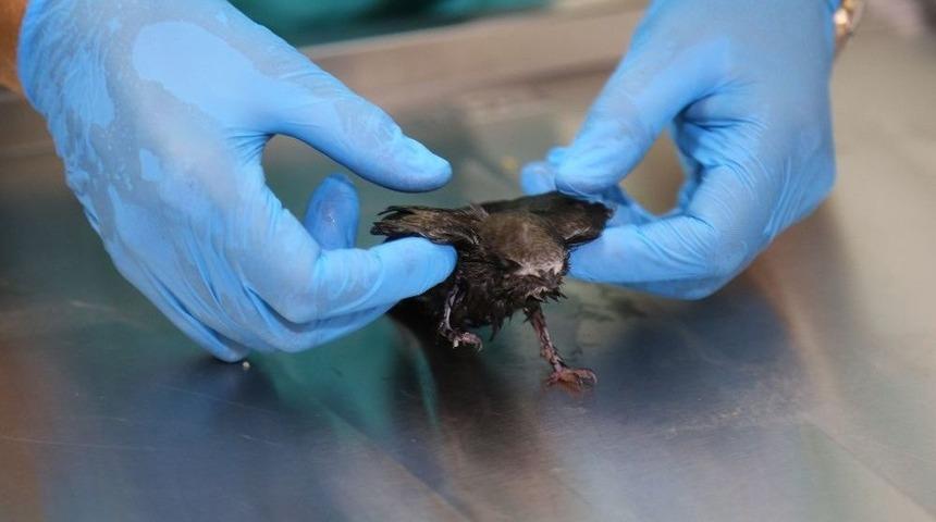 Kapıya Sıkışan Ebabili 6 Yaşındaki Çocuk Kurtardı