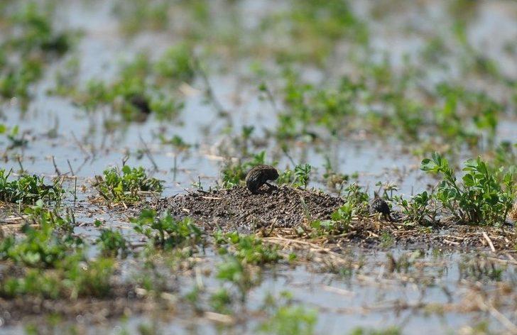 Bursa’da Tarlaları Fareler İstilâ Etti G1