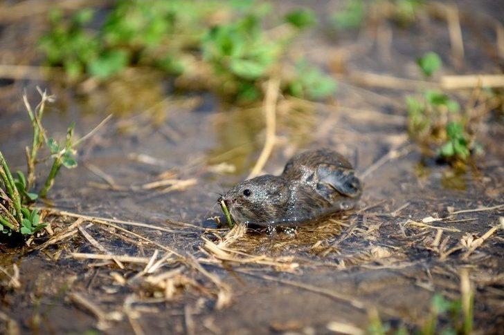 Bursa’da Tarlaları Fareler İstilâ Etti G2