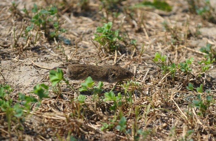 Bursa’da Tarlaları Fareler İstilâ Etti G3
