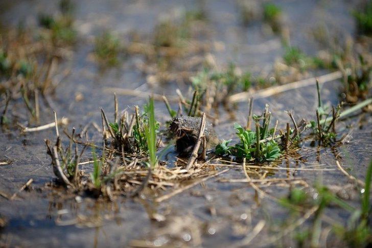 Bursa’da Tarlaları Fareler İstilâ Etti G4