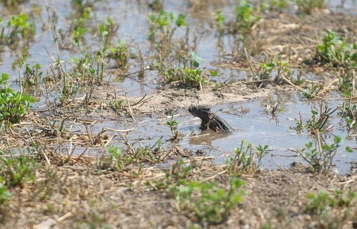 Bursa’da Tarlaları Fareler İstilâ Etti G5