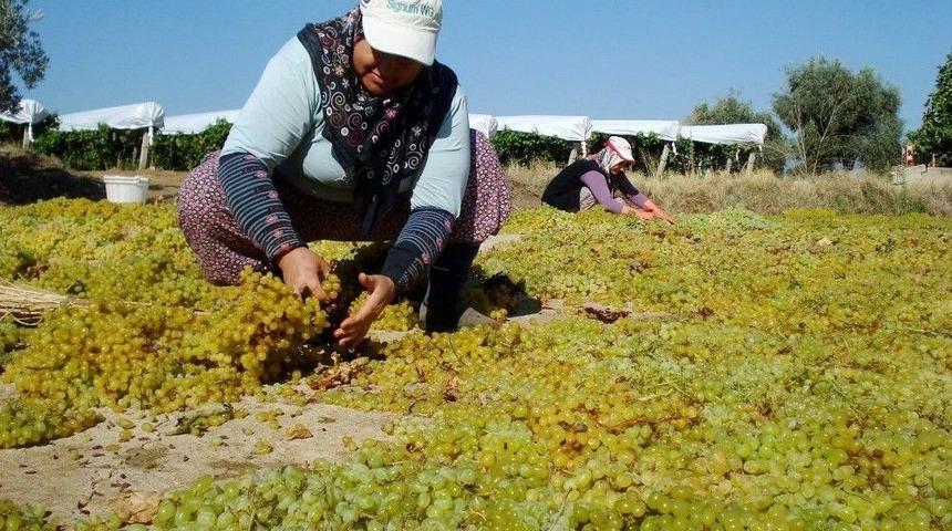 Sarıg&ouml;l&rsquo;de &Uuml;z&uuml;m Kurutma &Ccedil;alışmaları Başladı