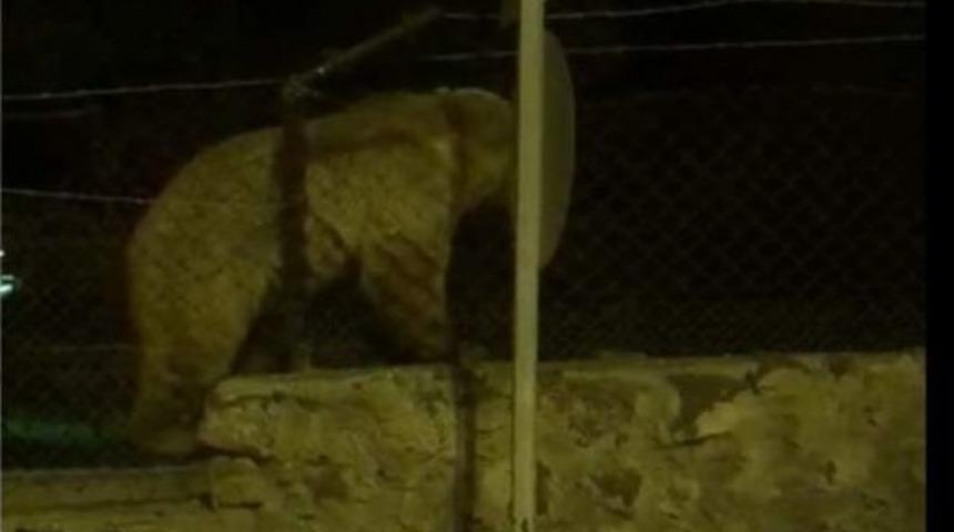 Sarıkamış&rsquo;ta Ayının Tel &Ouml;rg&uuml;den Ge&ccedil;me Y&ouml;ntemi Şaşırttı