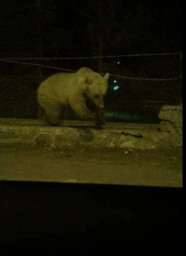 Sarıkamış’ta Ayının Tel Örgüden Geçme Yöntemi Şaşırttı