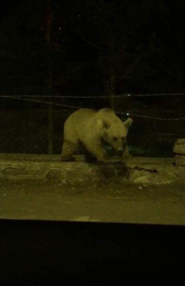 Sarıkamış’ta Ayının Tel Örgüden Geçme Yöntemi Şaşırttı