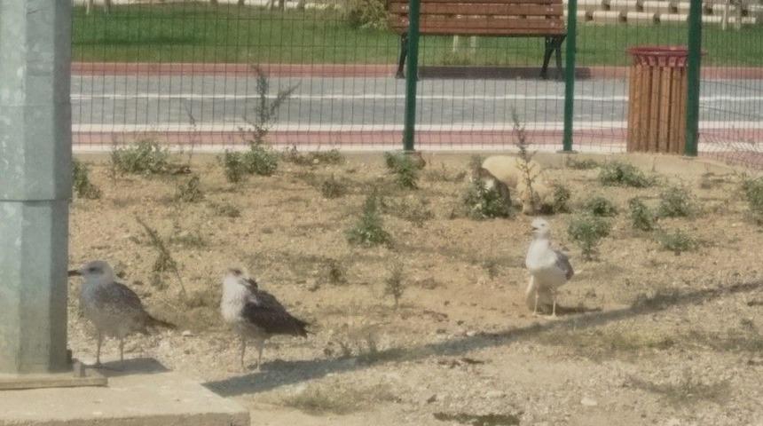 Bursa’da Bu Kadarı Da Olmaz Dedirten Olay