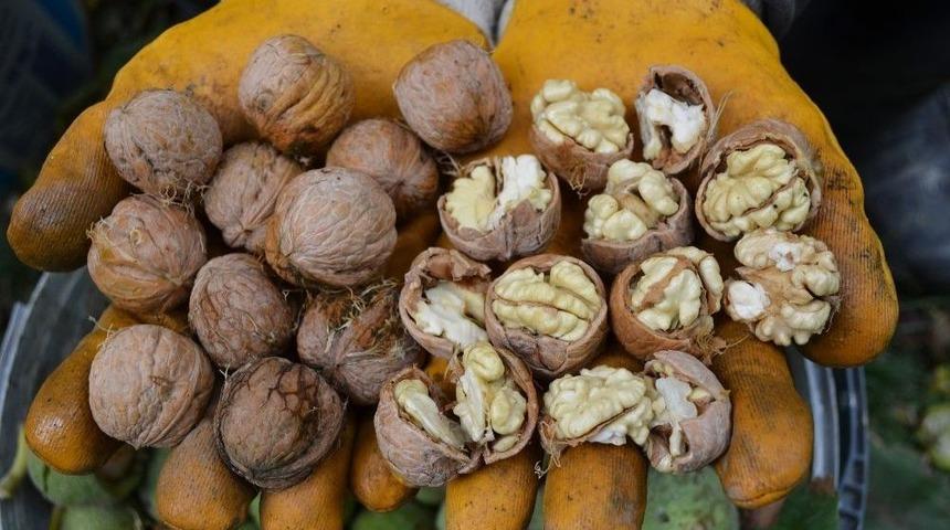 Aydın&rsquo;da Ceviz Hasadı Başladı