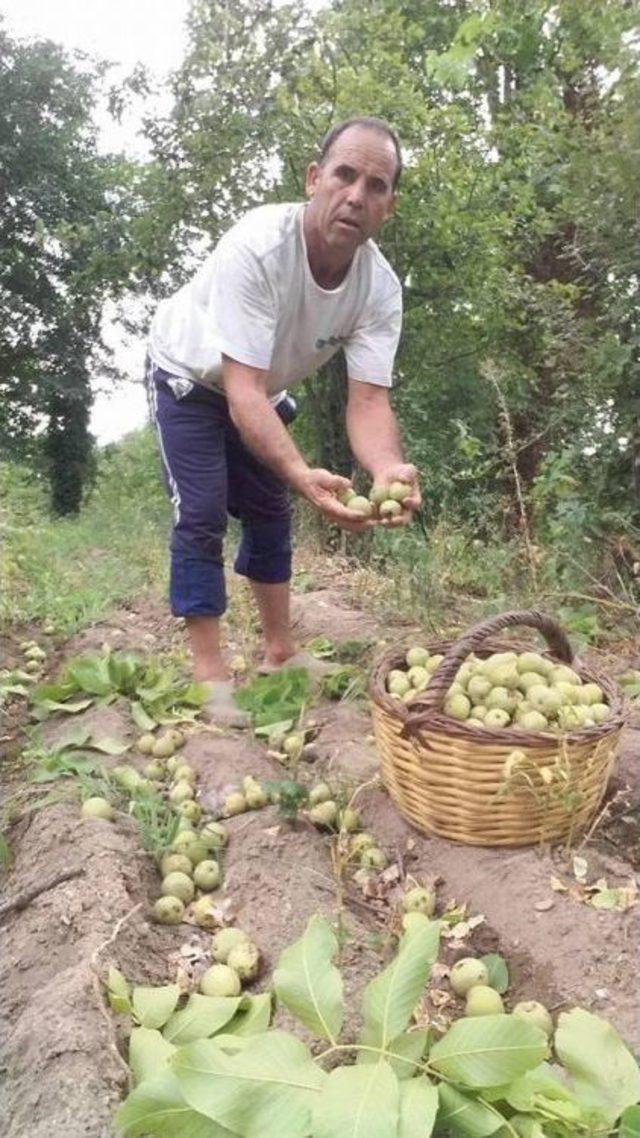 Aydın’da Ceviz Hasadı Başladı