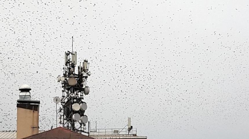 Sığırcık Kuşlarından İnanılmaz Şov