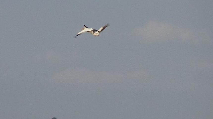 İneg&ouml;l Semalarında Pelikanlar Dikkat &Ccedil;ekiyor