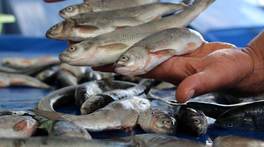 Van Balığı Tezgahlardaki Yerini Aldı