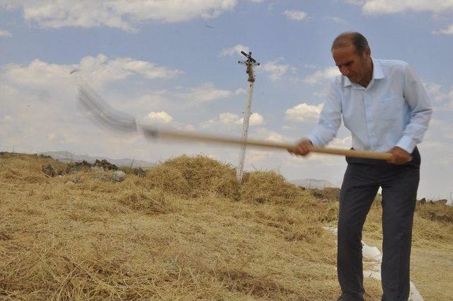 Arguvan’da Nohut Hasadı Başladı