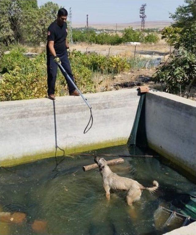 İtfaiye Ekipleri, Mahsur Kalan Hayvanları Kurtardı