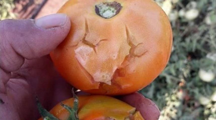 Gediz’de Dolu Yağışı Sebze Üreticisini Vurdu