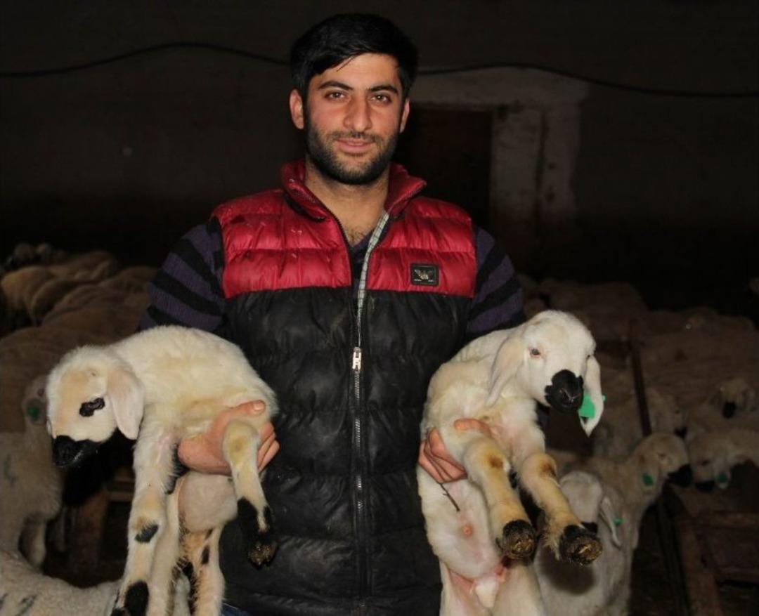 &rsquo;baharın M&uuml;jdecisi&rsquo; Kuzular Doğmaya Başladı