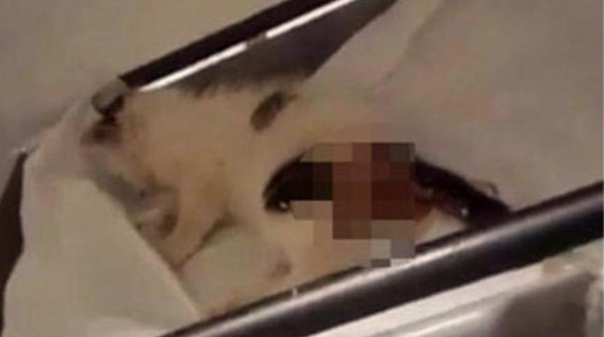 Yavru kediye cinsel istismar davası yarın görülecek!