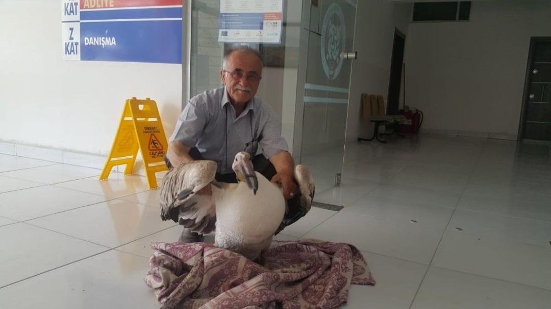 G&ouml;kten Pelikan D&uuml;şt&uuml;