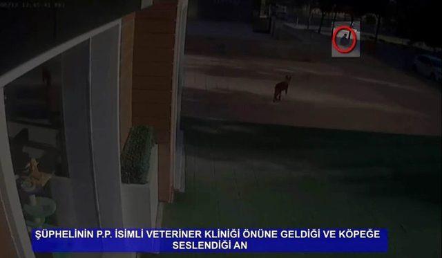 Veteriner Polikliniğinin Önündeki Çoban Köpeğini Çaldı