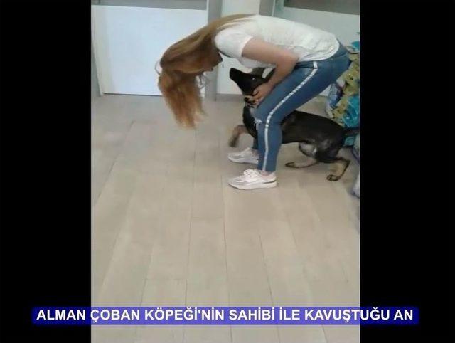 Veteriner Polikliniğinin Önündeki Çoban Köpeğini Çaldı