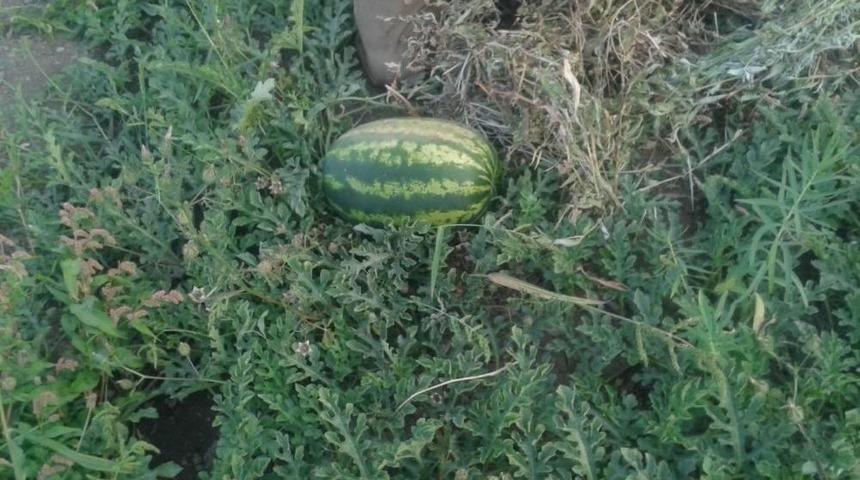 Hakkari&rsquo;de Karpuz Bereketi
