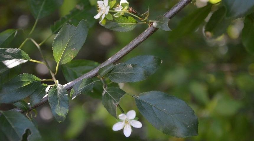Tokat&rsquo;ta Erik Ağacı Temmuz Ayında İkinci Kez &Ccedil;i&ccedil;ek A&ccedil;tı