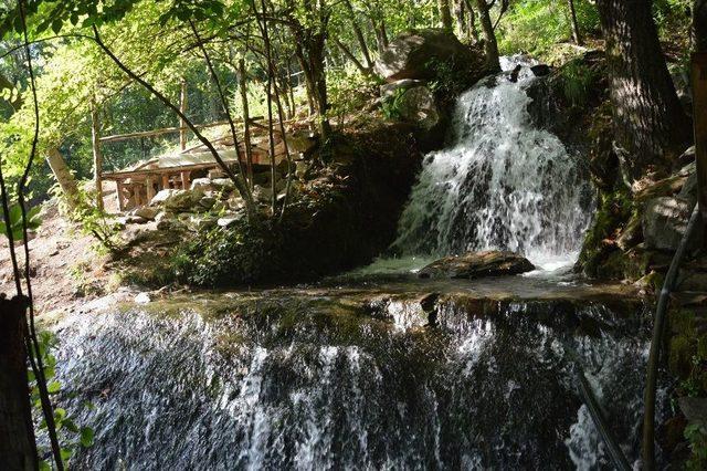 Tokat&rsquo;ta Erik Ağacı Temmuz Ayında İkinci Kez &Ccedil;i&ccedil;ek A&ccedil;tı 1
