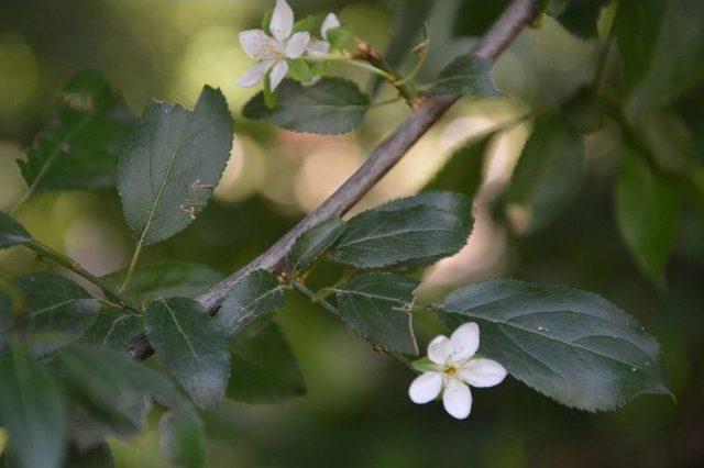 Tokat&rsquo;ta Erik Ağacı Temmuz Ayında İkinci Kez &Ccedil;i&ccedil;ek A&ccedil;tı 2