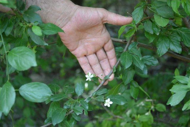 Tokat&rsquo;ta Erik Ağacı Temmuz Ayında İkinci Kez &Ccedil;i&ccedil;ek A&ccedil;tı 3