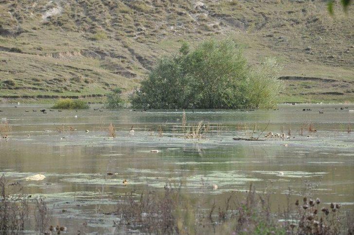 Kars Baraj Gölü Yaban Hayatına Ev Sahipliği Yapıyor G2