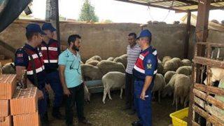 Karacasu’dan 50 Adet Koyun Çalan 2 Hırsız Tutuklandı