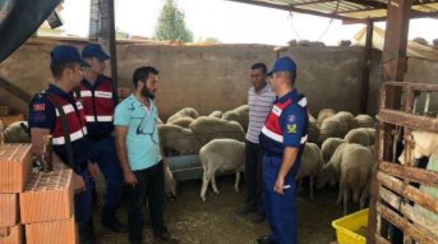 Karacasu’dan 50 Adet Koyun Çalan 2 Hırsız Tutuklandı