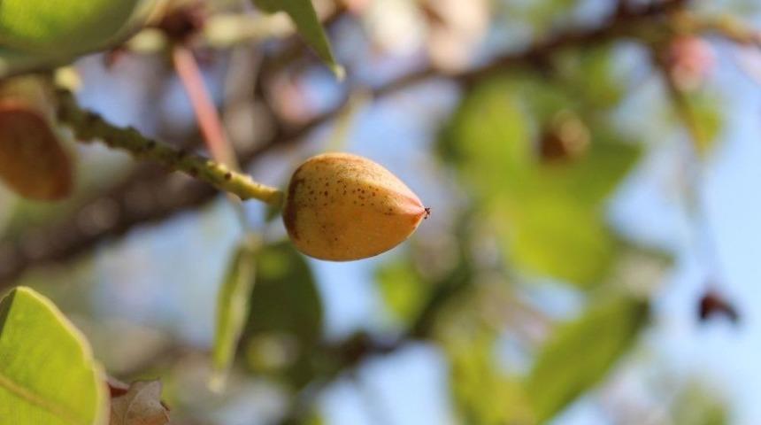 Cevizin Harman Olduğu Yerde Antep Fıstığı Yetiştirdi