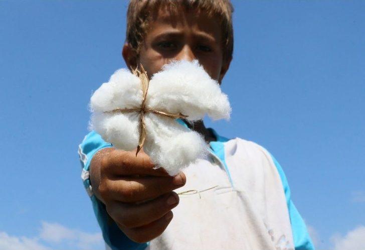 Çukurova’da Pamuk Hasadı Başladı G2