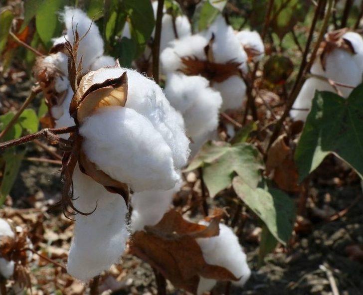 Çukurova’da Pamuk Hasadı Başladı G3