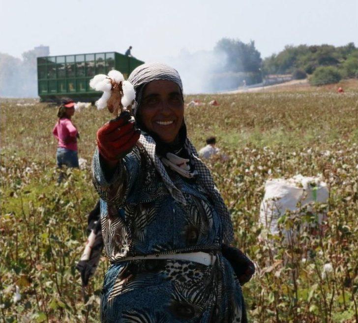 Çukurova’da Pamuk Hasadı Başladı G4