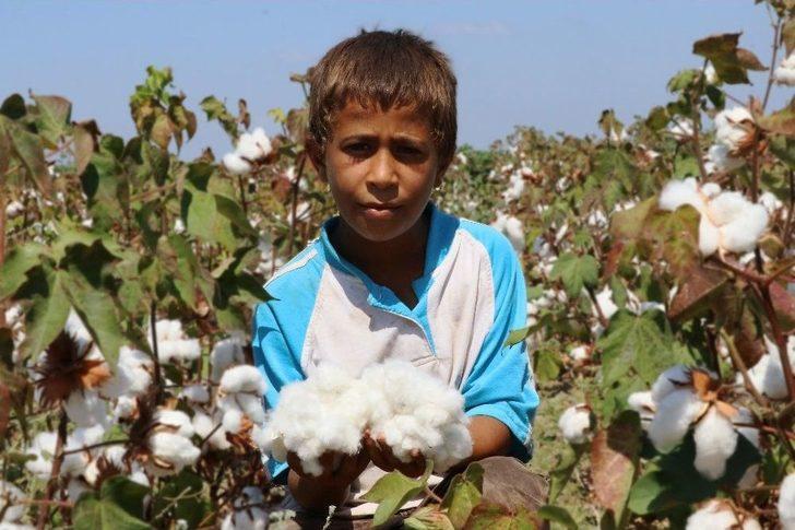 Çukurova’da Pamuk Hasadı Başladı G5