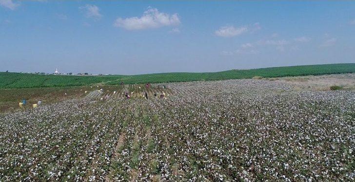 Çukurova’da Pamuk Hasadı Başladı G1