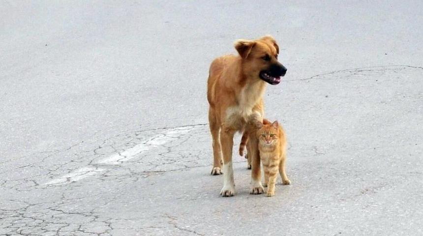 Kedi Ve K&ouml;peğin Dostluğu, G&ouml;renleri Şaşırtıyor