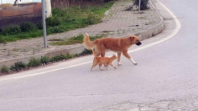 Kedi Ve Köpeğin Dostluğu, Görenleri Şaşırtıyor