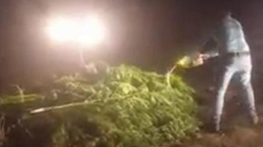 150 Adet Hint Keneviri Benzin Dökülerek Yakıldı