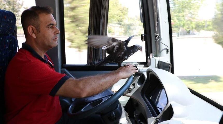 Bu Halk Otobüsünün Muavini Güvercin