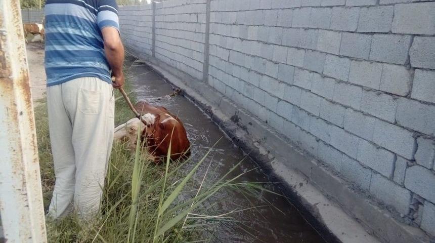 Su Kanalına D&uuml;şen İnek Kurtarıldı