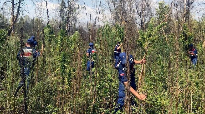 Menteşe&rsquo;de Jandarma&rsquo;dan Kenevir Operasyonu