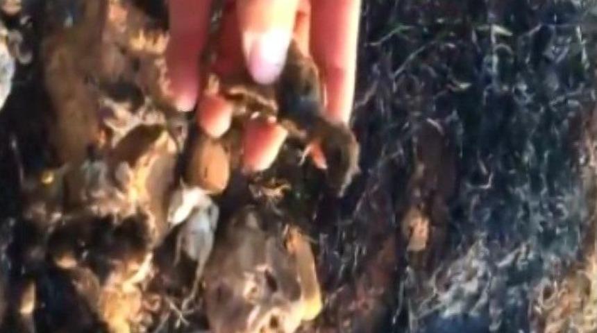 Keklikler Dakikalar İ&ccedil;erisinde K&uuml;le D&ouml;nd&uuml;