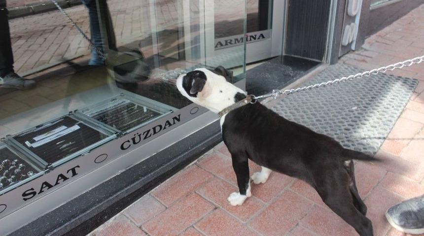 Kendini Vitrin Camında G&ouml;ren K&ouml;peğin &Ouml;fkesi