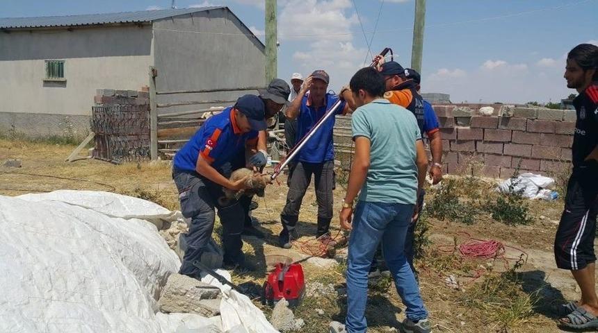 7 Metrelik Kuyuya Düşen Yavru Köpek Afad Tarafından Kurtarıldı