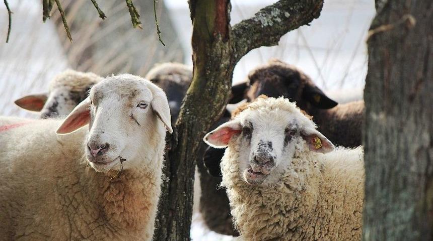 Bip&rsquo;ten Kurbanlıklarla İlgili Sağlık Sorgulama Servisi